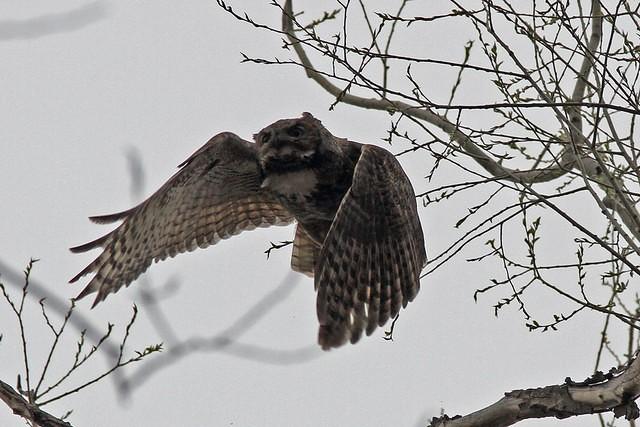 sm_Owl_In_Flight4.jpg
