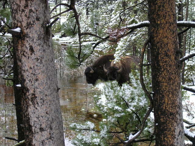 bisonThruTrees.jpg