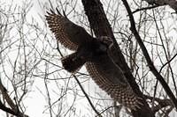 sm_OwlWingSpan.jpg
