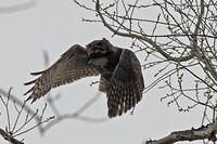 sm_Owl_In_Flight4.jpg
