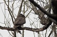 sm_Owl_In_Tree2.jpg
