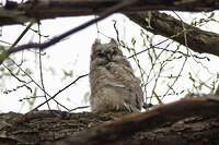 sm_Owl_In_TreeYoungling.jpg