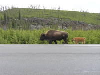 bisonOnRoad.jpg