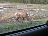 elkByRoad.jpg