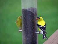 finches.jpg