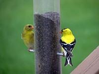 finches_2.jpg