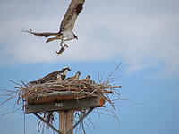 osprey.jpg