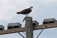 osprey2_cropped.jpg